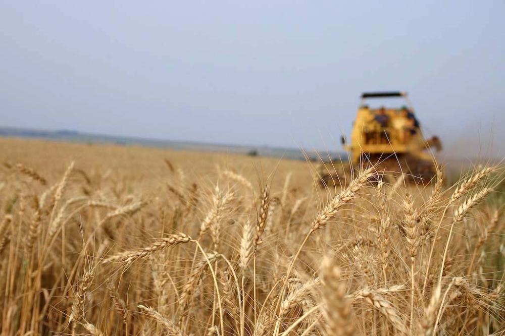 trigo