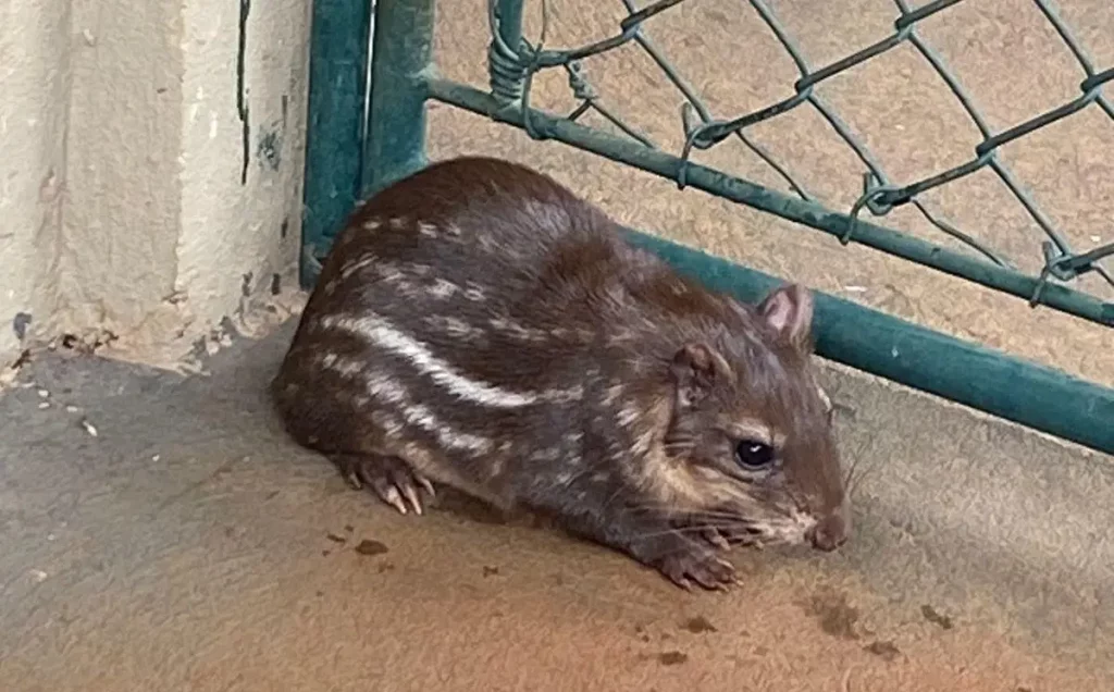 paca
