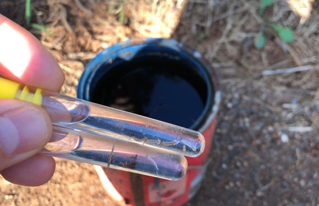 chikungunya