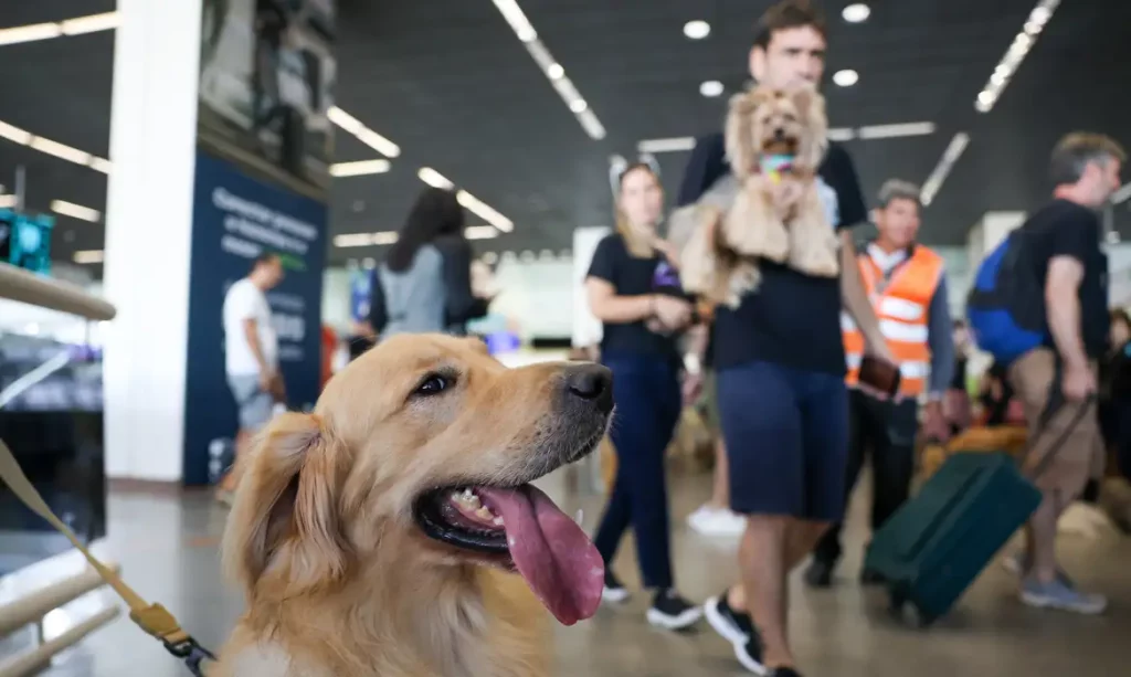 cachorro aeroporto