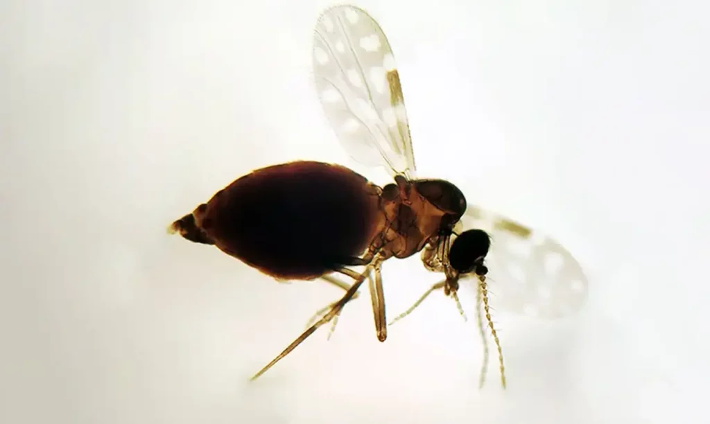 febre oropouche