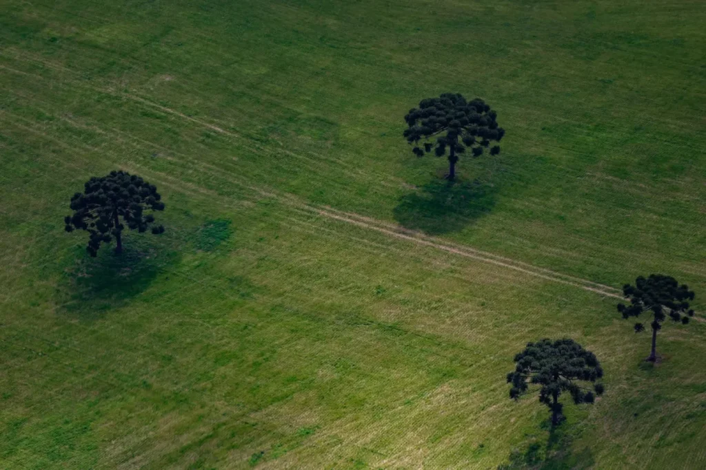 campo com araucárias