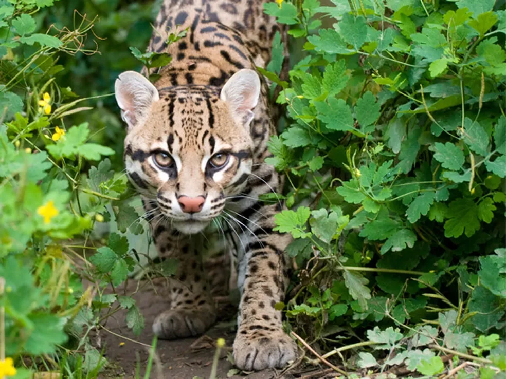 jaguatirica