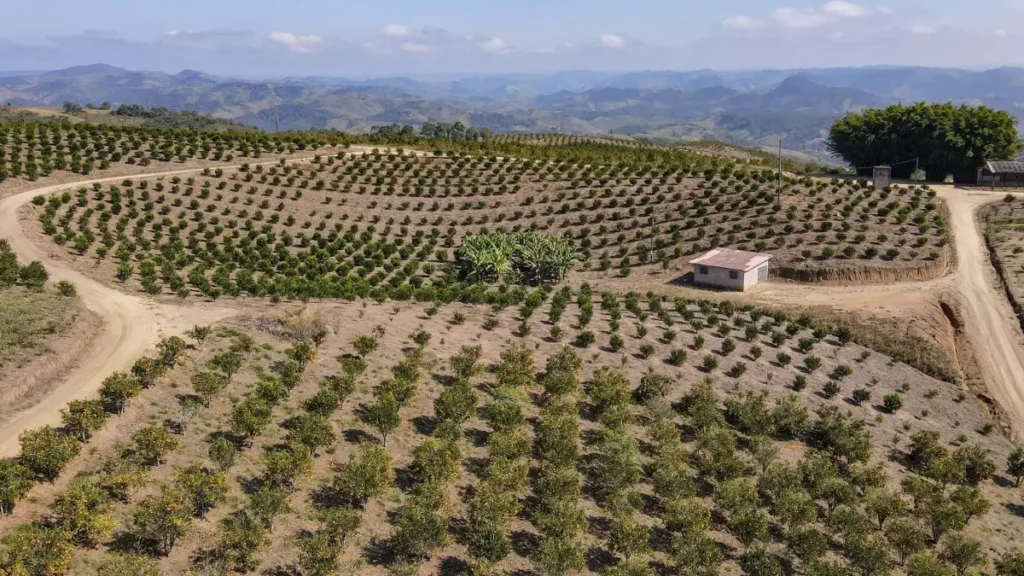 cultivo de laranja