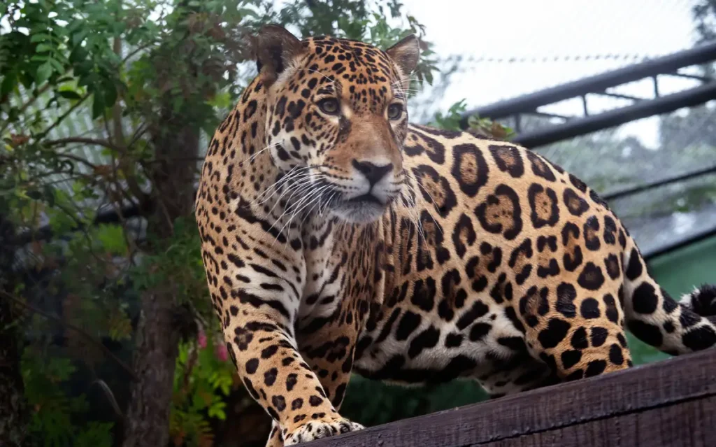 onça tocantins zoológico de curitiba