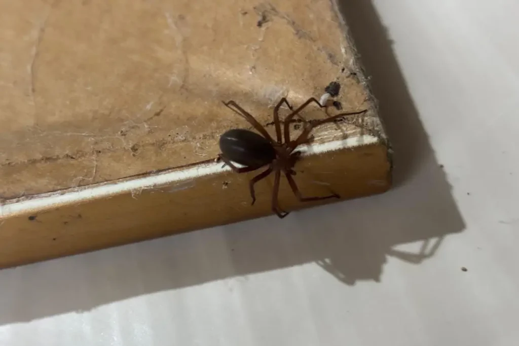 aranha