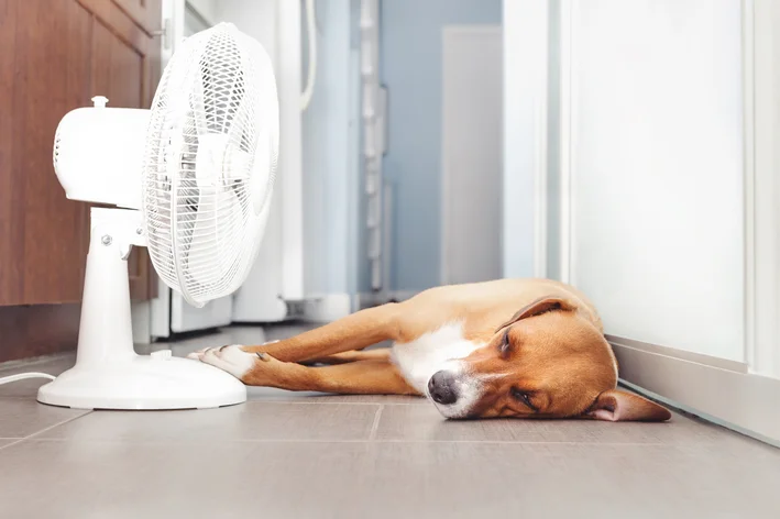 cachorro com calor capa