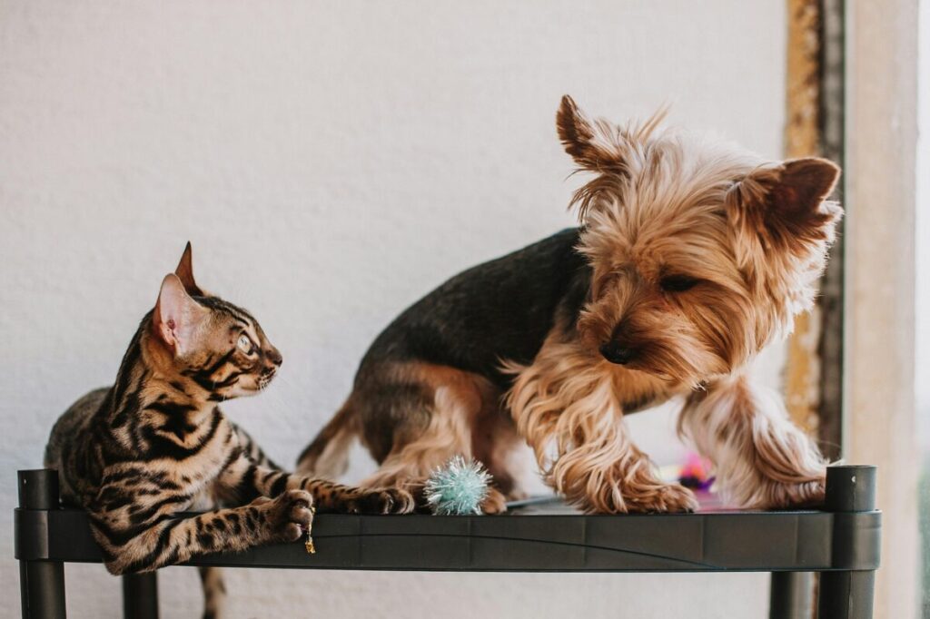 cachorro e gato